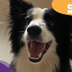 Meck, border collie desaparece em Cariacica. (Foto: arquivo pessoal)