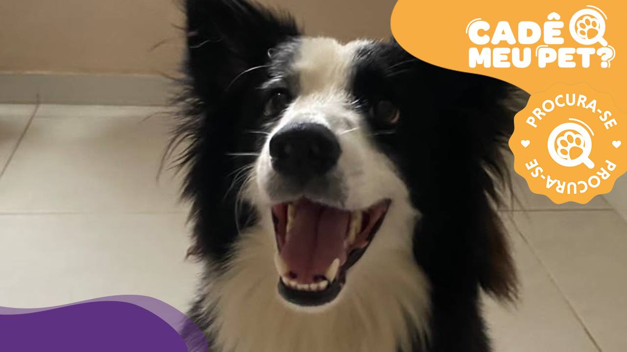 Meck, border collie desaparece em Cariacica. (Foto: arquivo pessoal)