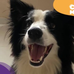 Meck, border collie foi encontrado. (Foto: arquivo pessoal)