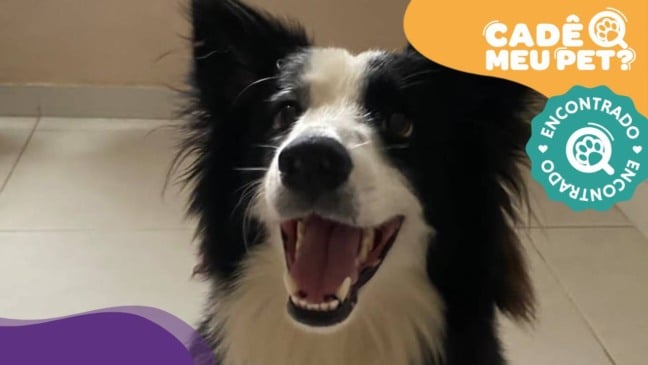 Meck, border collie foi encontrado. (Foto: arquivo pessoal)