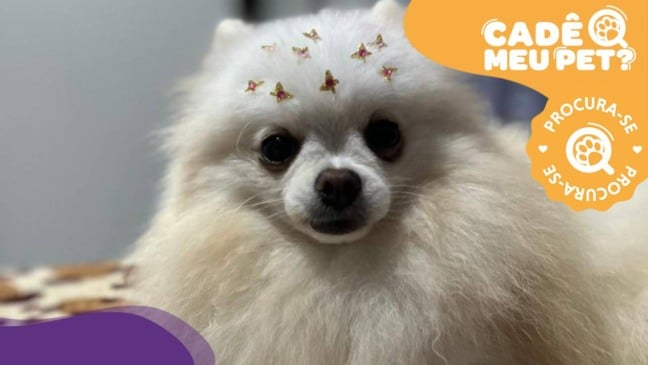 Nina, cadela de suporte desaparecida. (Foto: arquivo pessoal)