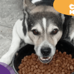 Picachu, cão desaparecido. (Foto: arquivo pessoal)