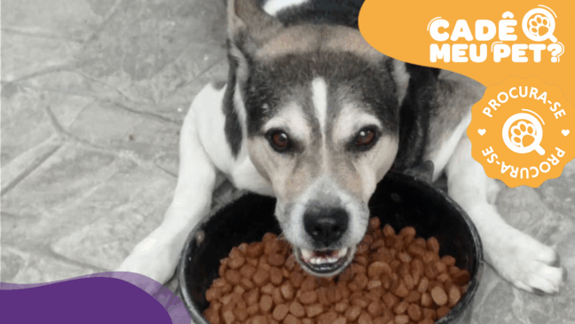 Picachu, cão desaparecido. (Foto: arquivo pessoal)