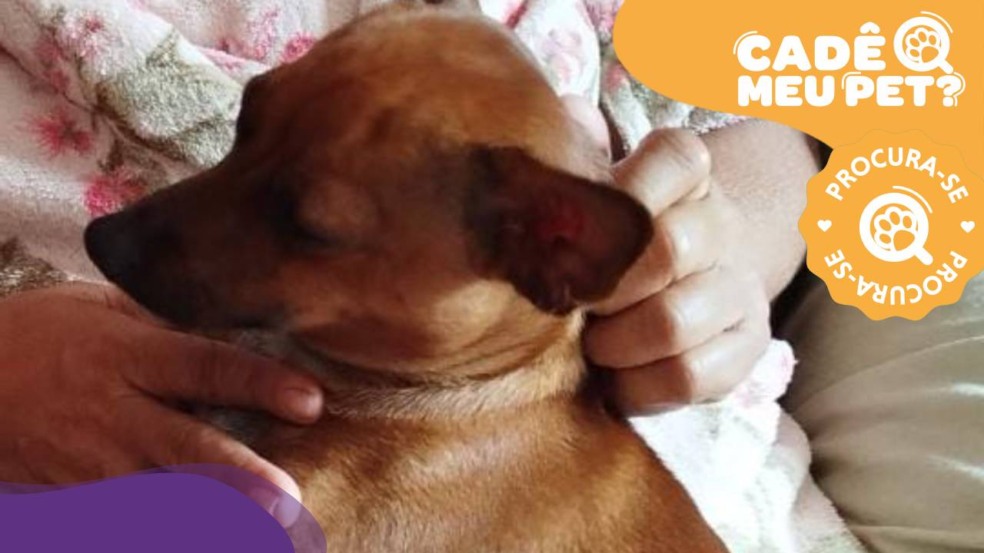 Thor, cão desaparecido em Vitória. (Foto: arquivo pessoal)