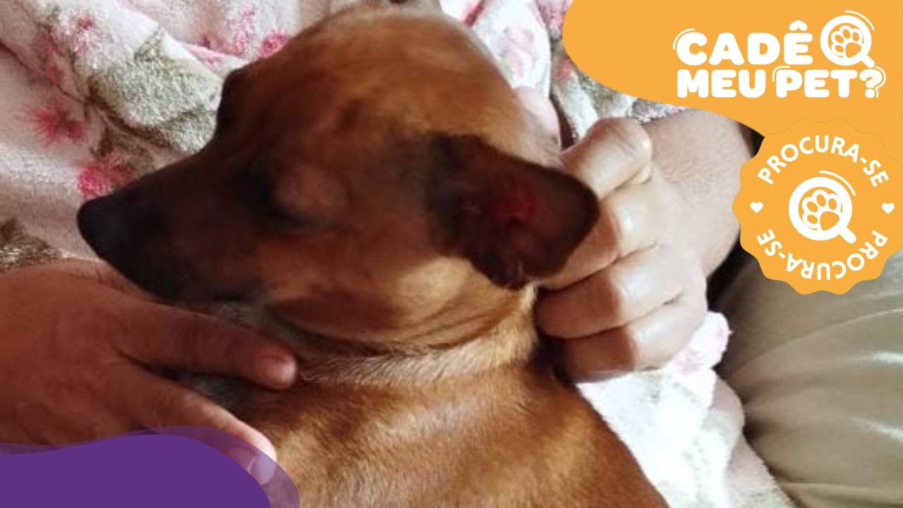 Thor, cão desaparecido em Vitória. (Foto: arquivo pessoal)