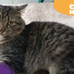 Tigão, gato desaparecido. (Foto: arquivo pessoal)