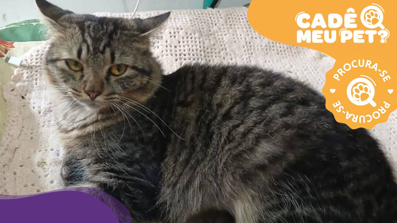 Tigão, gato desaparecido. (Foto: arquivo pessoal)