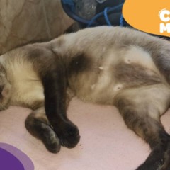 Xanim, gato desaparecido em Vila Velha. (Foto: arquivo pessoal)