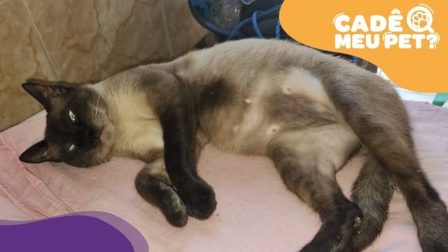 Xanim, gato desaparecido em Vila Velha. (Foto: arquivo pessoal)