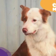 Cão em busca de tutor. (Foto: arquivo pessoal)