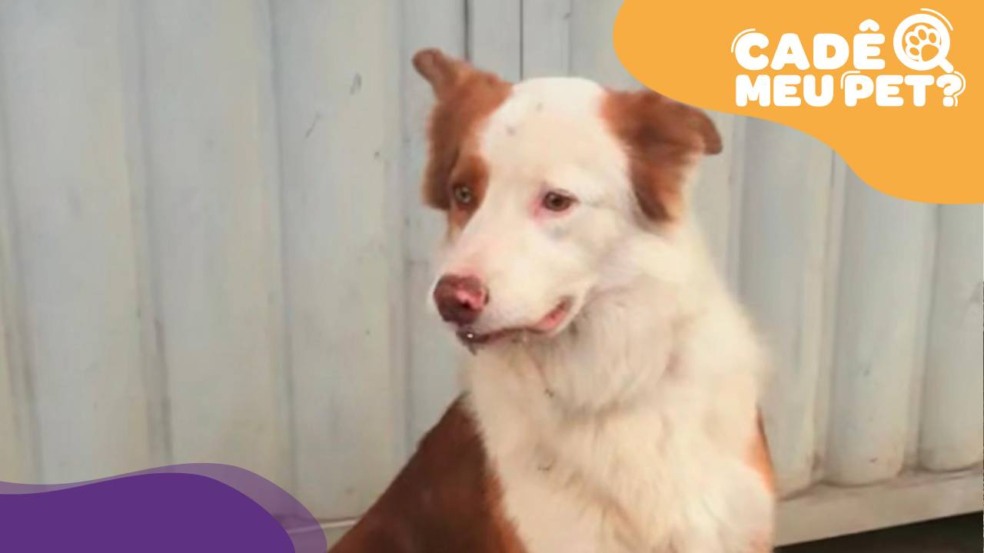 Cão em busca de tutor. (Foto: arquivo pessoal)