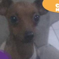 Carente, cão desaparecido na Serra. (Foto: arquivo pessoal)