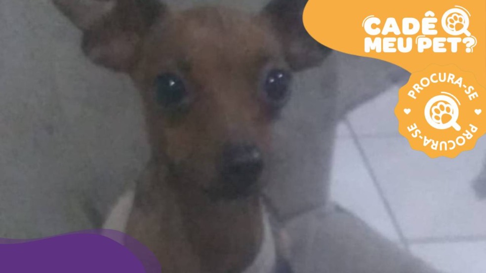 Carente, cão desaparecido na Serra. (Foto: arquivo pessoal)
