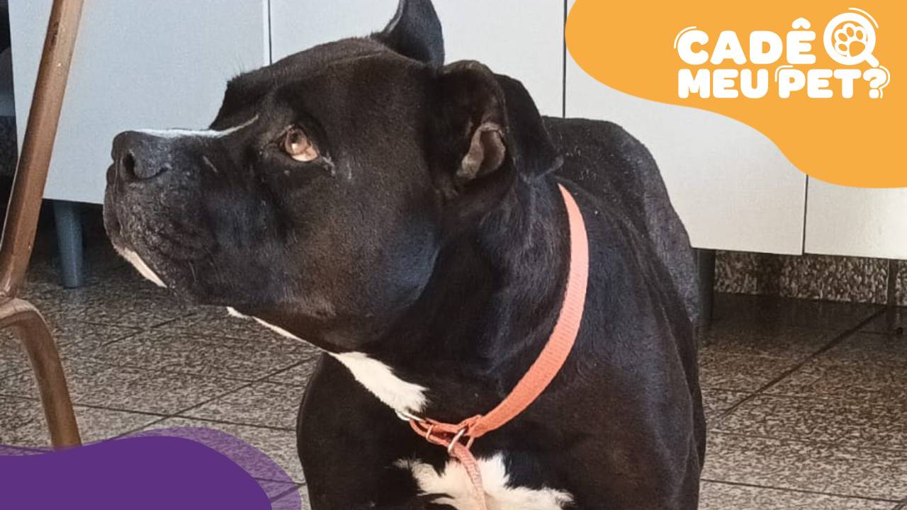 Pitbull resgatado em Feu Rosa precisa de um lar. (Foto: arquivo pessoal)
