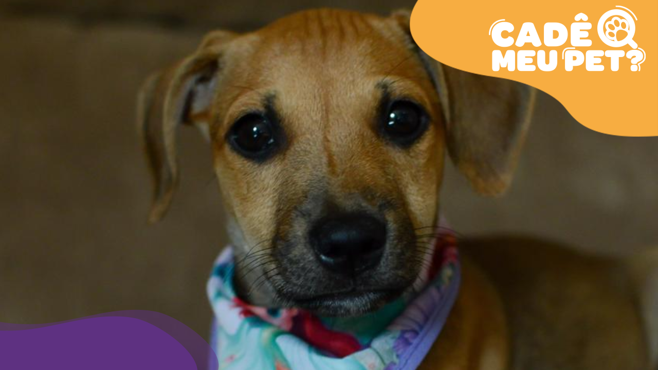 Cadela em busca de um lar. (Foto: arquivo pessoal)