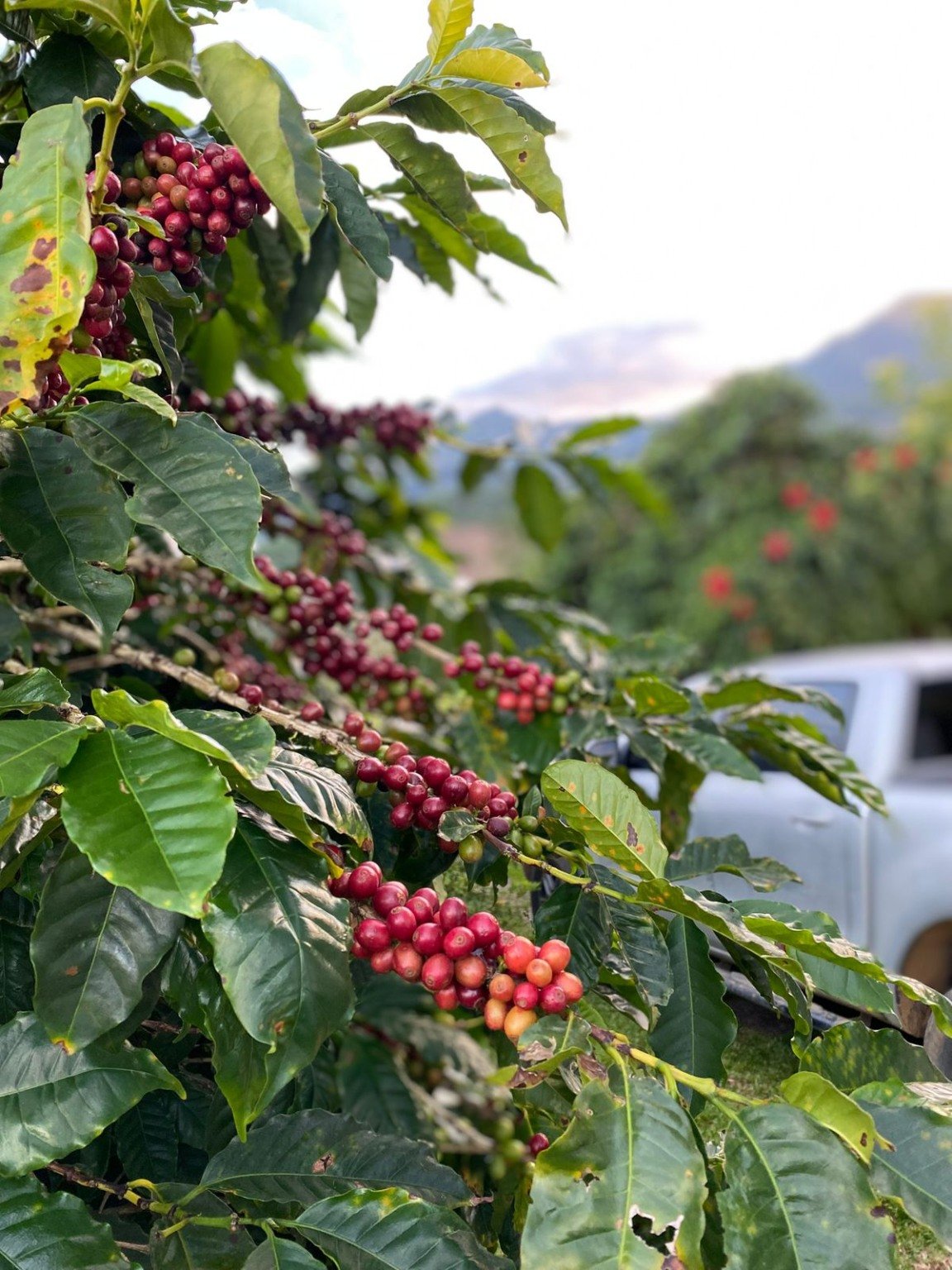 Preços do café têm forte alta no Brasil e retomam níveis de junho; saca do conilon chega a R$ 1.424
