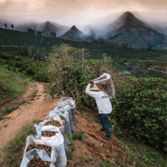 Produtor de café recolhe sacas da plantação: setor ainda está em compasso de espera até prazo final dado pelo governo americano. Crédito: Reprodução/Redes sociais @d.o.caparao