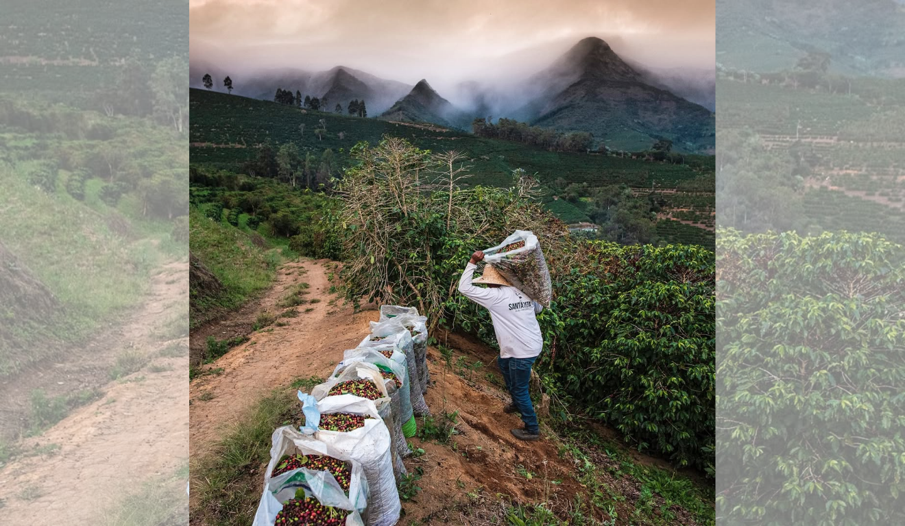 Produtor de café recolhe sacas da plantação: setor ainda está em compasso de espera até prazo final dado pelo governo americano. Crédito: Reprodução/Redes sociais @d.o.caparao