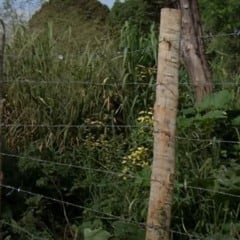 Corpo encontrado terreno baldio Serra