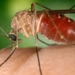 Febre Oropouche