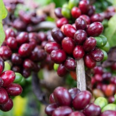 Café conilon: colheita no Espírito Santo avança e já atinge 90% da safra
