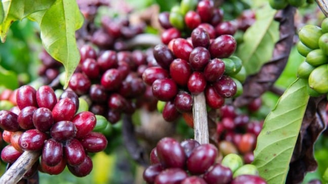 Café conilon: colheita no Espírito Santo avança e já atinge 90% da safra