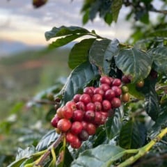 Café arábica do Caparaó
