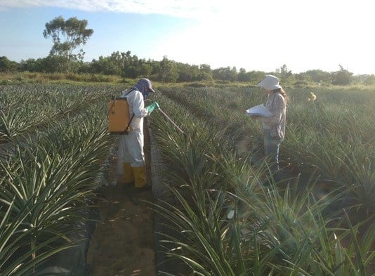 Tecnologia capixaba permite colher abacaxi em épocas de melhor preço no Espírito Santo