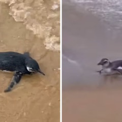 Pinguim foi resgatado no litoral capixaba (Foto: Reprodução/ Instagram @ipram.es)
