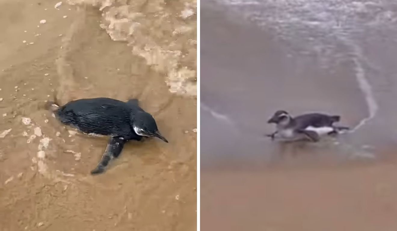 Pinguim foi resgatado no litoral capixaba (Foto: Reprodução/ Instagram @ipram.es)
Pinguim foi resgatado no litoral capixaba (Foto: Reprodução/ Instagram @ipram.es)