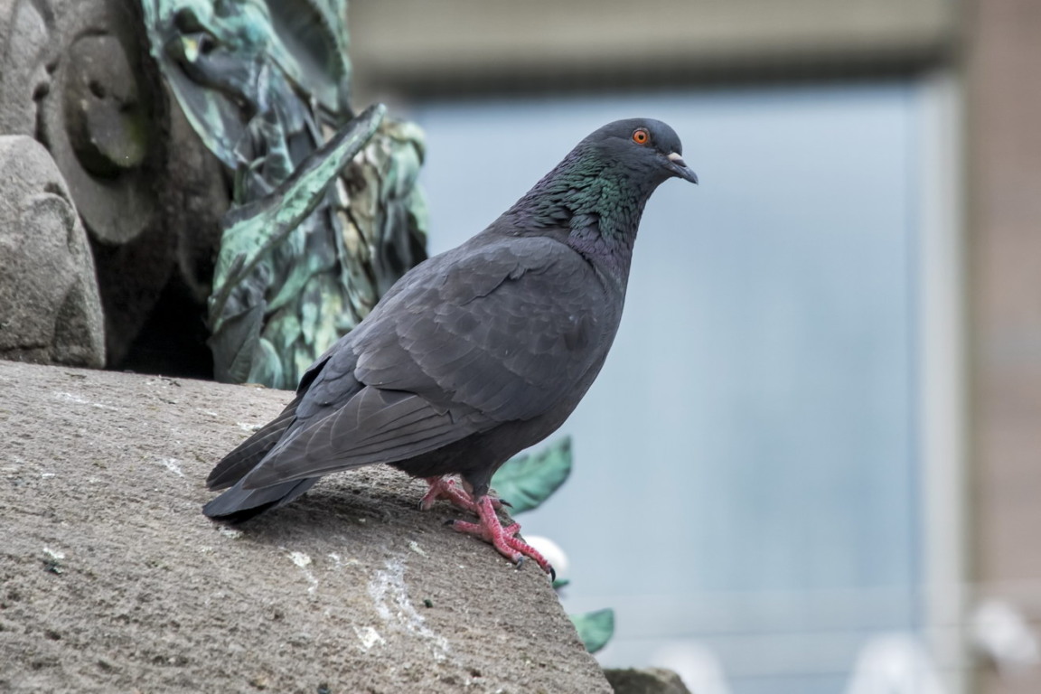 Pomba-das-rochas, espécie exótica urbana, com variações na coloração das penas