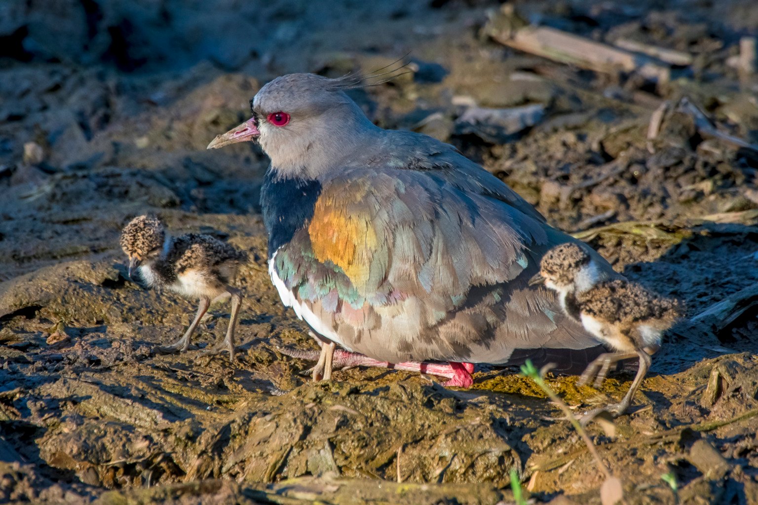 Quero-queros no Parque Costeiro de Camburi (Foto: Leonardo Merçon/Últimos Refúgios)