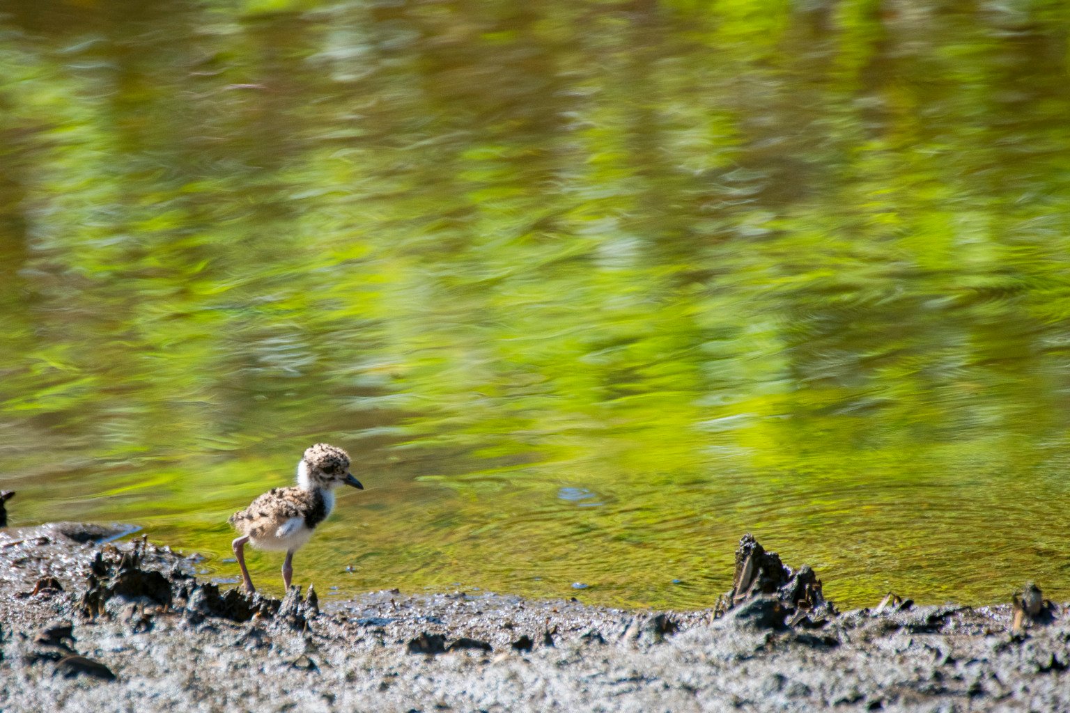 Quero-queros no Parque Costeiro de Camburi (Foto: Leonardo Merçon/Últimos Refúgios)