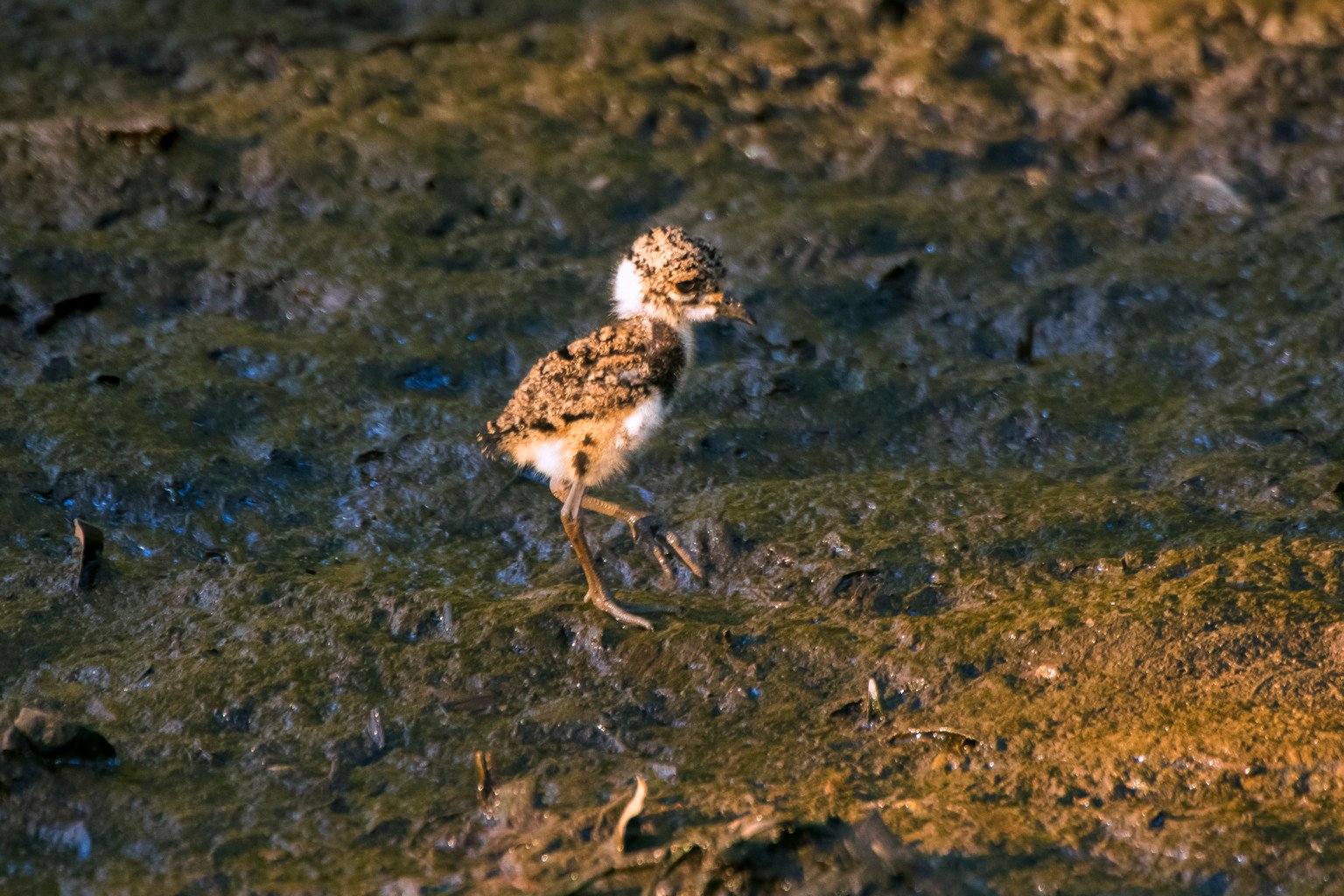 Quero-queros no Parque Costeiro de Camburi (Foto: Leonardo Merçon/Últimos Refúgios)