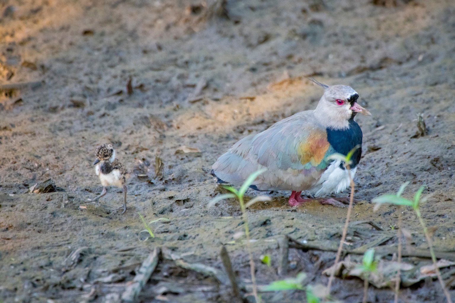 Quero-queros no Parque Costeiro de Camburi (Foto: Leonardo Merçon/Últimos Refúgios)