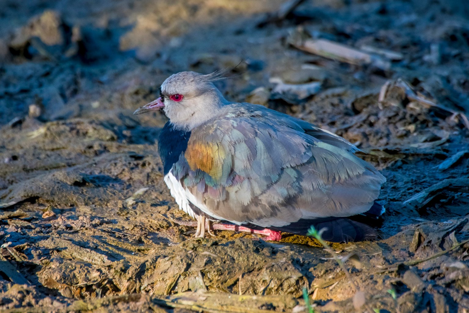 Quero-queros no Parque Costeiro de Camburi (Foto: Leonardo Merçon/Últimos Refúgios)