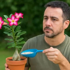 Rosa-do-deserto não floresce Veja o que está faltando na sua adubação