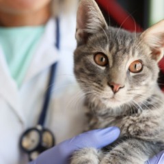 Veterinária com gato