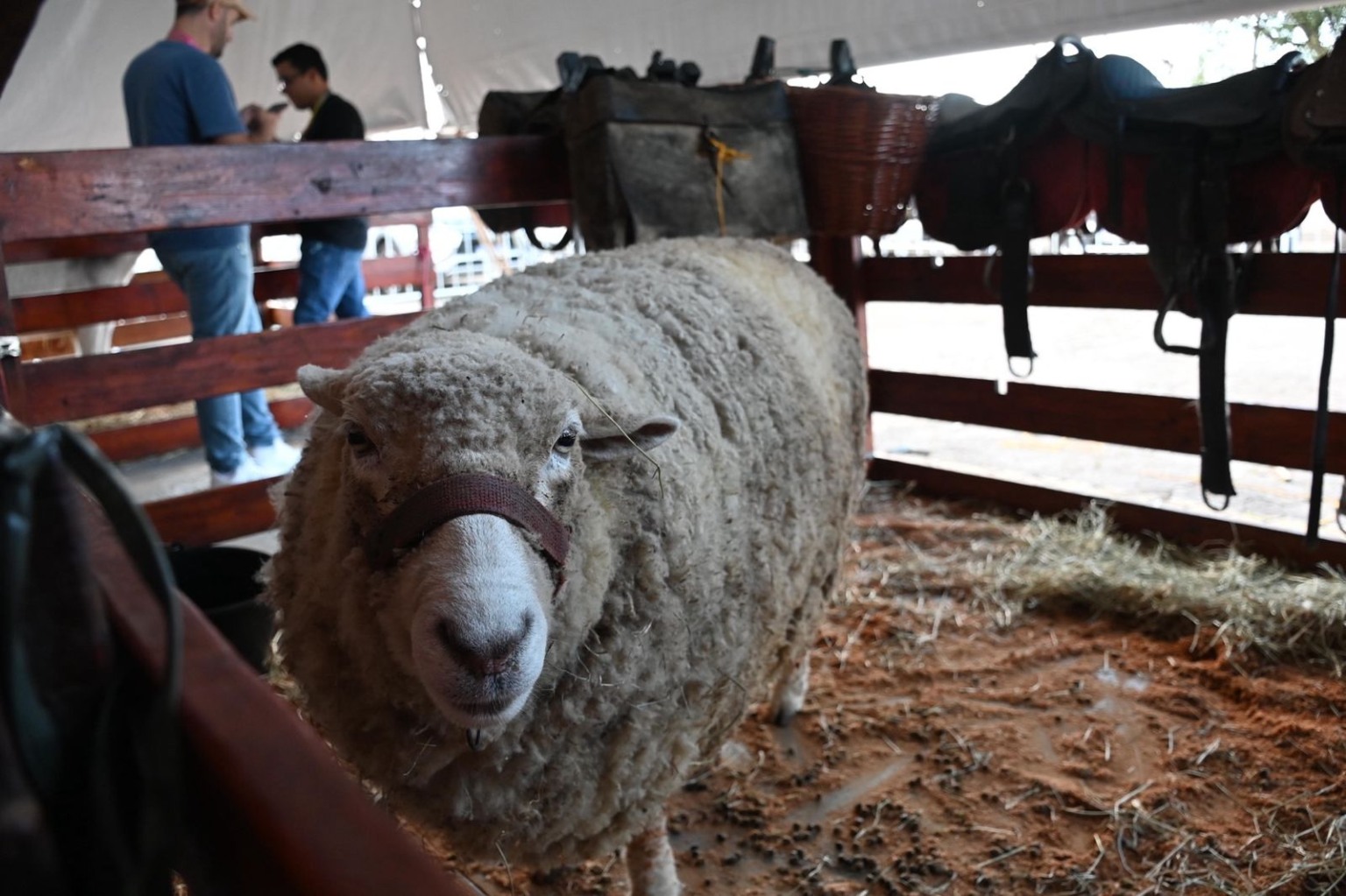 Feira dos municípios (Foto: Thiago Soares)