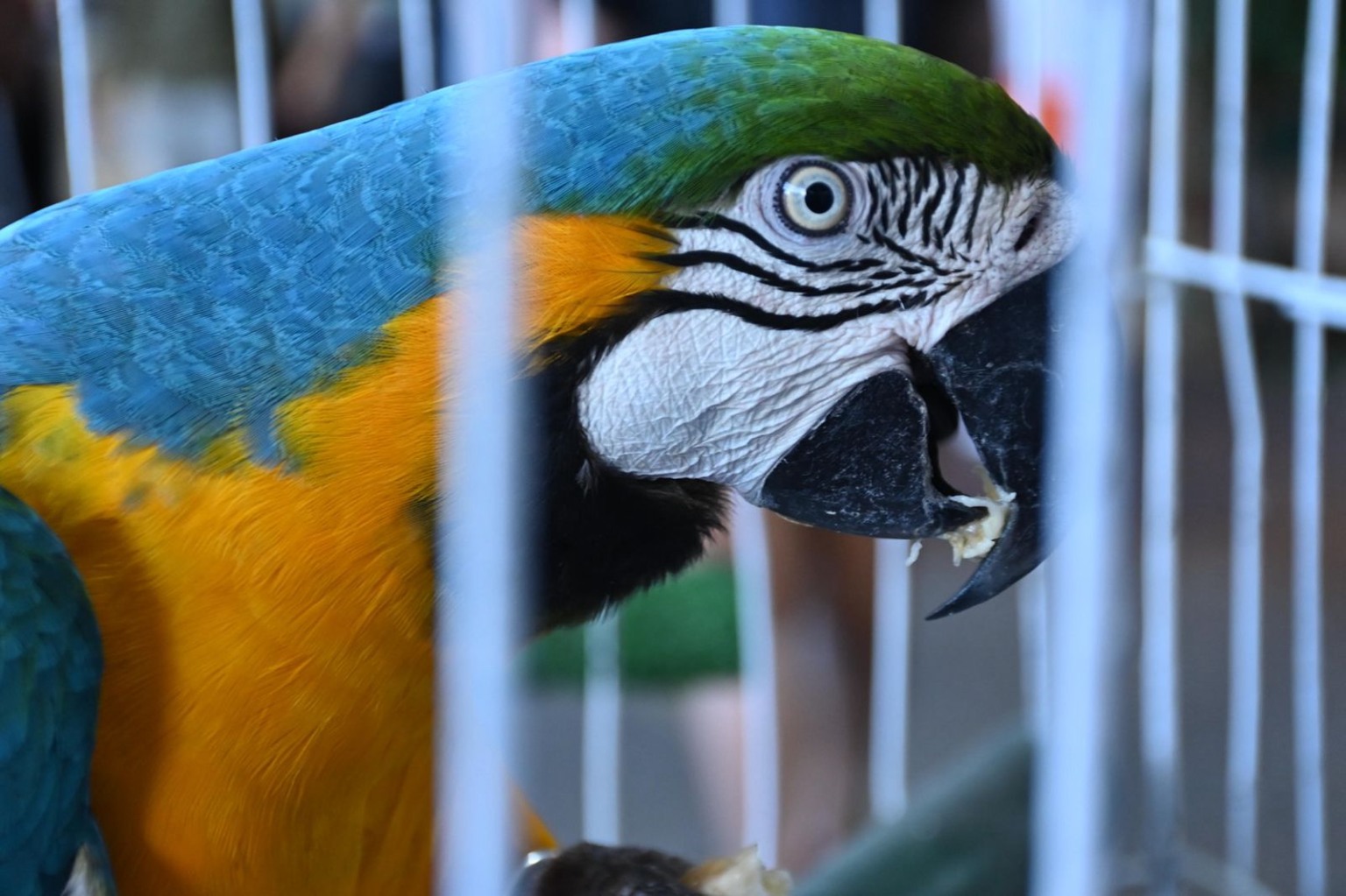 Feira dos municípios (Foto: Thiago Soares)
