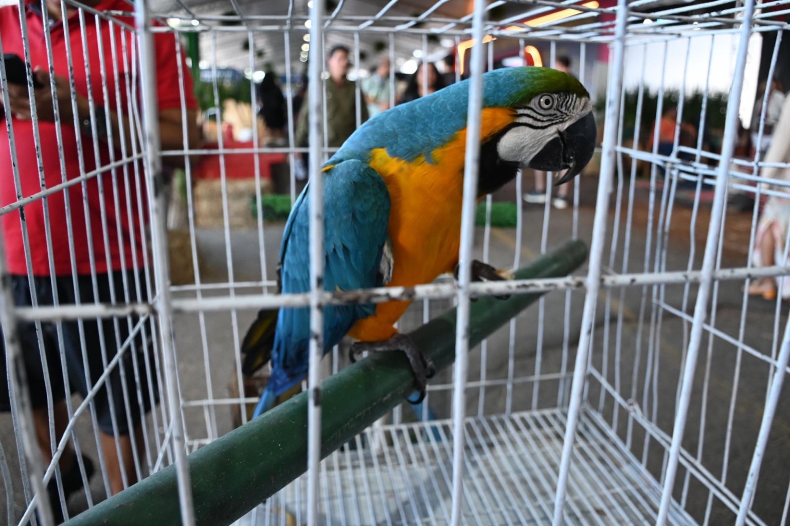 Feira dos municípios (Foto: Thiago Soares)