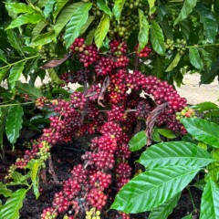 Café conilon do Espírito Santo (ES)