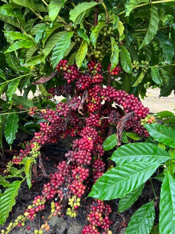 Café conilon do Espírito Santo (ES)