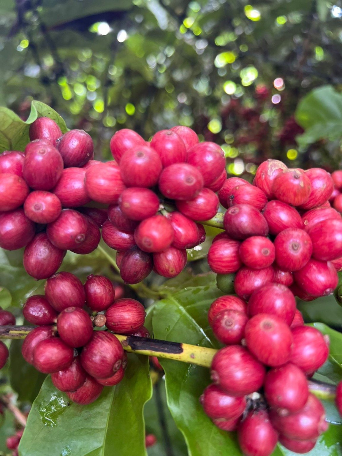 Como o café não é produzido nos Estados Unidos, o governo americano pode suspender as tarifas impostas à cultura brasileira. Crédito: Reprodução