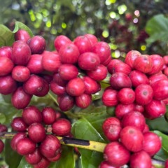 Como o café não é produzido nos Estados Unidos, o governo americano pode suspender as tarifas impostas à cultura brasileira. Crédito: Reprodução