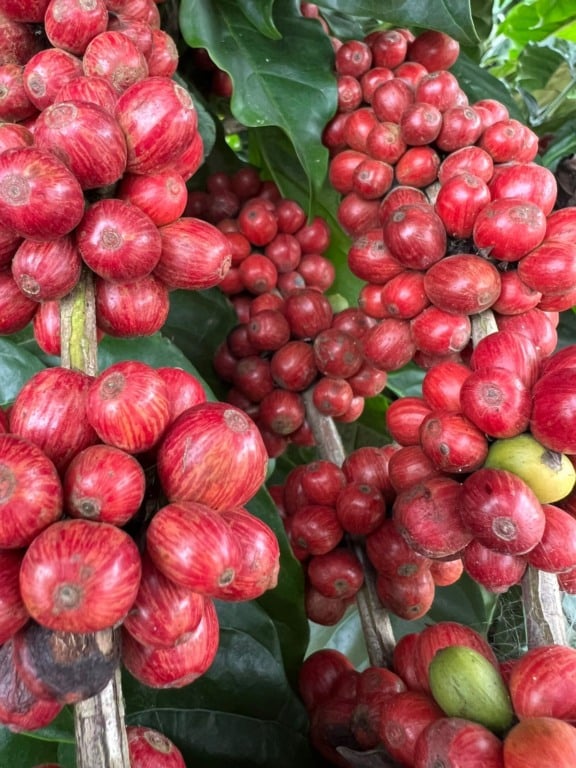 Café conilon do Espírito Santo (ES)