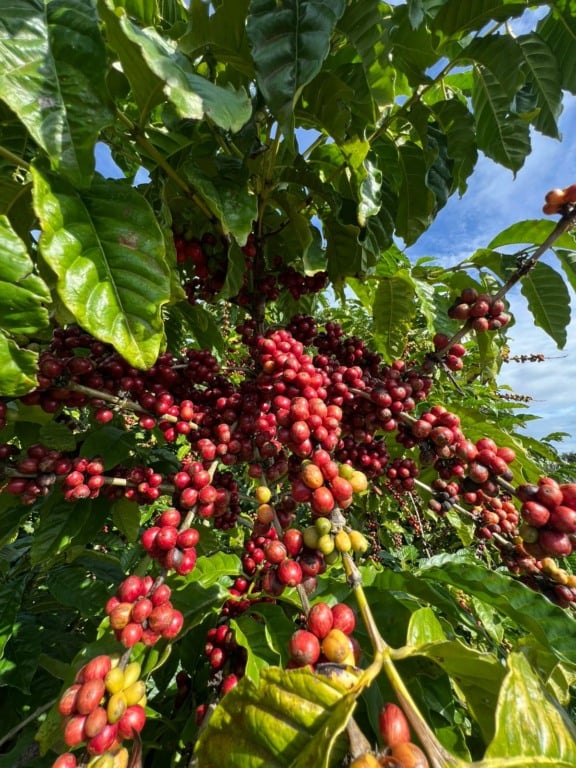 Café conilon do Espírito Santo (ES)