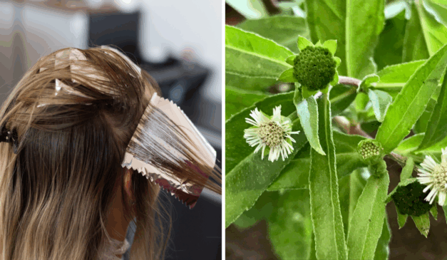 Essa planta popular cobre os fios brancos de forma natural sem agredir os cabelos/Foto: Reprodução