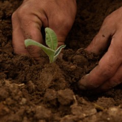 agricultura agricultor produtor rural planta natureza
