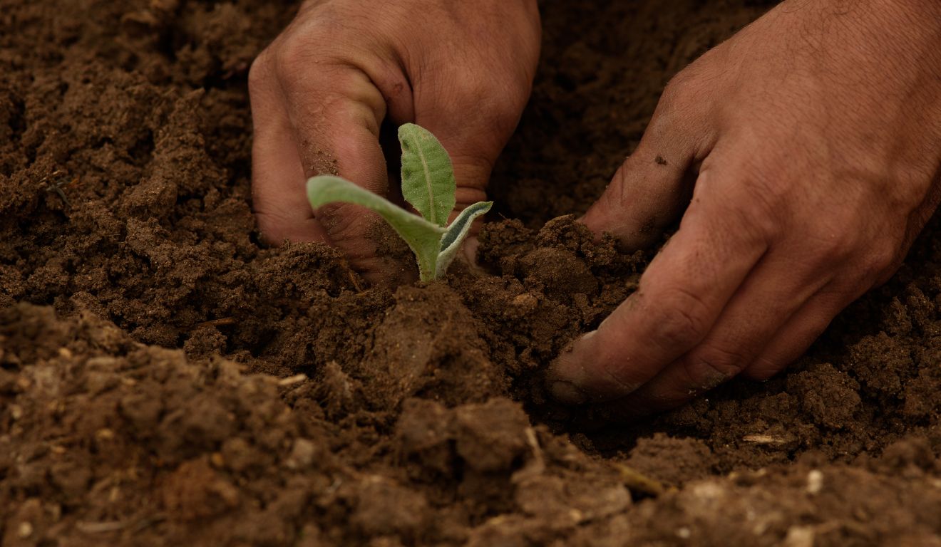 agricultura agricultor produtor rural planta natureza agricultura agricultor produtor rural planta natureza